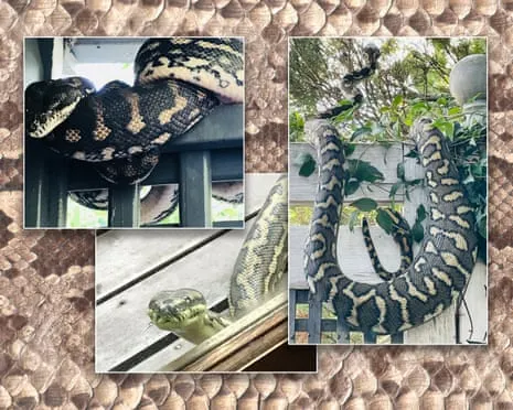 Accepting the Reptiles in the Roof: A Transformation from Dread to Respect